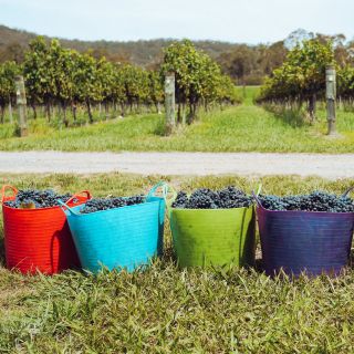 Gastronomia, Ospitalità e Territori L-GASTR - Indirizzo Enologia e Viticoltura